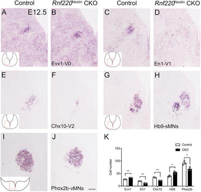 Rnf220 is Implicated in the Dorsoventral Patterning of the Hindbrain Neural Tube in Mice